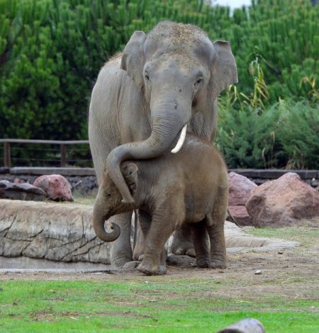 Yavru fil İzmir, babasıyla bir araya geldi