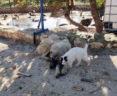 Yavru kediye köpek annelik yapıyor