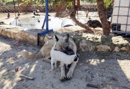 Yavru kediye köpek annelik yapıyor