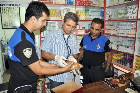Yavru kediye polis şefkati