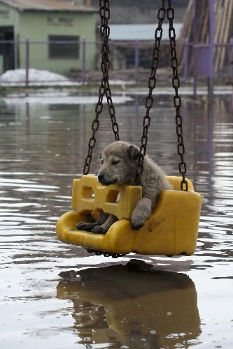 Yavru Köpek Sular Yükselince Salıncakta Mahsur Kaldı