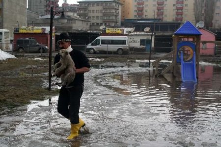 Yavru Köpek Sular Yükselince Salıncakta Mahsur Kaldı