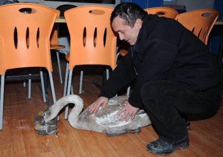 Yavru Kuğuya Belediye Şefkati