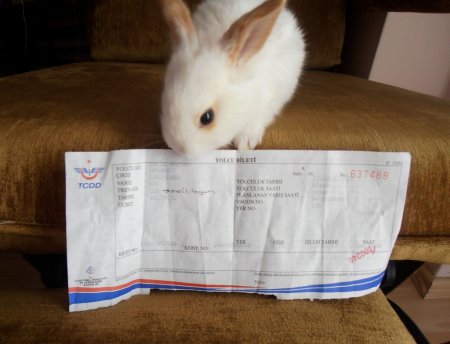 Yavru tavşan için de bilet kesildi