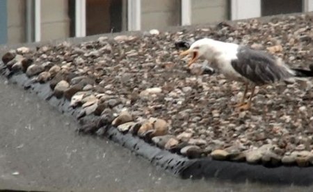 Yavrusunu sele kaptıran martının çırpınması yürek dağladı