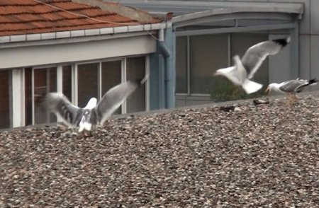 Yavrusunu sele kaptıran martının çırpınması yürek dağladı