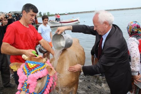 Yayla Göçü İçin Süslenen İnekler, Çok Süt Versin Diye Denizde Yıkandı