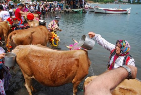 Yayla Göçü İçin Süslenen İnekler, Çok Süt Versin Diye Denizde Yıkandı