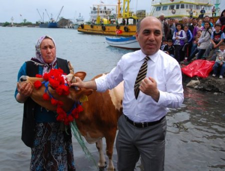Yayla Göçü İçin Süslenen İnekler, Çok Süt Versin Diye Denizde Yıkandı