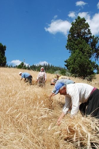 Yaylalarda Orakla Ekin Biçme Zamanı Başladı