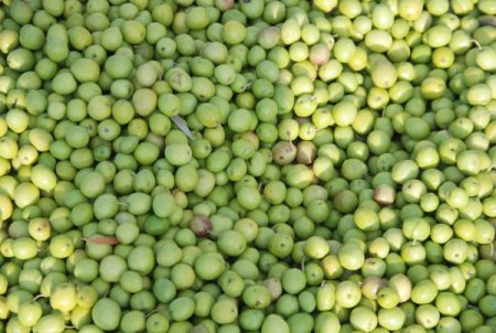 Yaz Sıcakları Yeşil Zeytin Üretimini Düşürdü