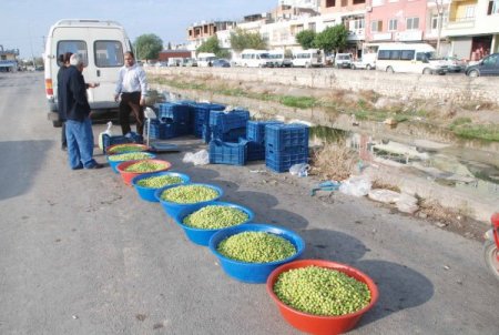Yaz Sıcakları Yeşil Zeytin Üretimini Düşürdü