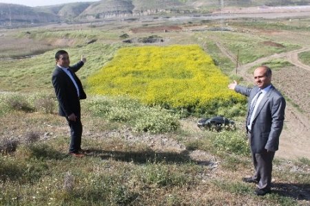 Yem pahalandı, mühendisler yemlik kolzayı keşfetti