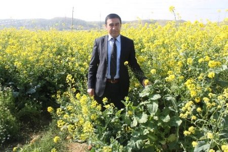 Yem pahalandı, mühendisler yemlik kolzayı keşfetti