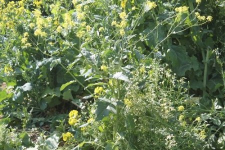 Yem pahalandı, mühendisler yemlik kolzayı keşfetti