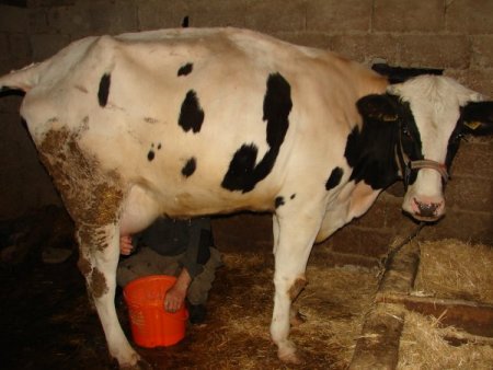 Yem sorunu yaşamayan Hollandalı süt üreticisi daha karlı