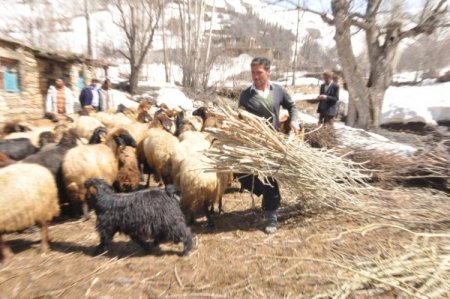 Yem Tükenince, Köylüler Hayvanlarını Kavak Ağacı Yaprağıyla Besledi