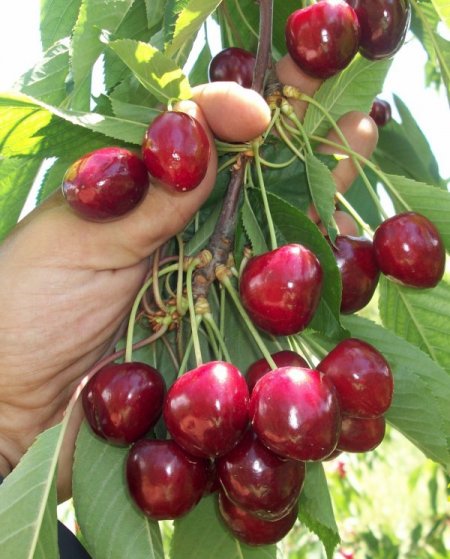 Yeni Kiraz Çeşidi Üretildi, Çiftçi Daha Çok Kazanacak