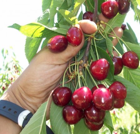 Yeni Kiraz Çeşidi Üretildi, Çiftçi Daha Çok Kazanacak