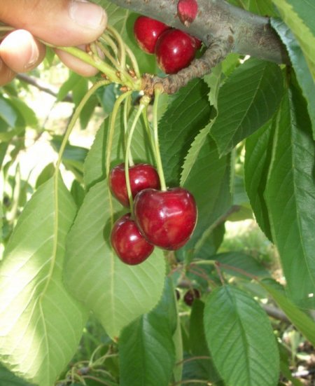 Yeni Kiraz Çeşidi Üretildi, Çiftçi Daha Çok Kazanacak