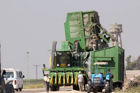 Yeni Tohum Türleri Pamuğun Verimini Artırdı