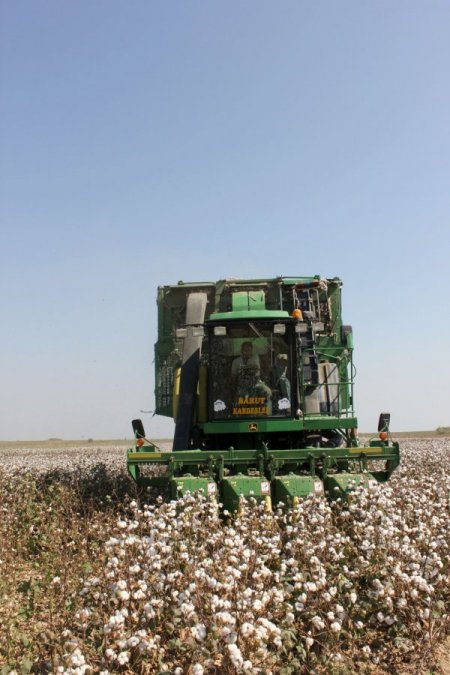 Yeni Tohum Türleri Pamuğun Verimini Artırdı
