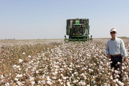 Yeni Tohum Türleri Pamuğun Verimini Artırdı