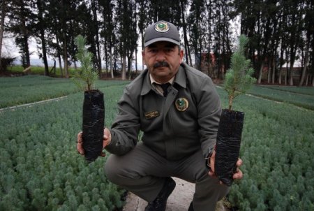 'Yeni yıl için ağaç kesmeyin, fidanları ücretsiz verelim'