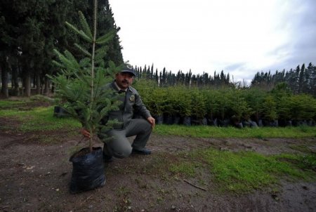 'Yeni yıl için ağaç kesmeyin, fidanları ücretsiz verelim'