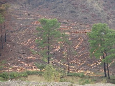 Yeni Yol Açılımıyla Taşağıl'da 700 Hektarlık Ormanlık Alan Aktif Hale Getirilecek