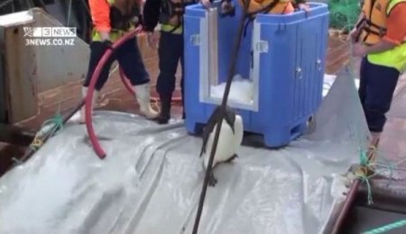 Yeni Zelanda’nın Misafiri “neşeli Ayaklar”, Doğaya Bırakıldı