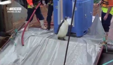 Yeni Zelanda’nın Misafiri “neşeli Ayaklar”, Doğaya Bırakıldı