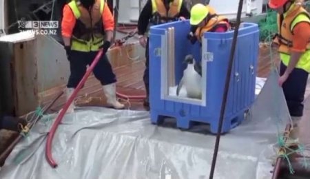 Yeni Zelanda’nın Misafiri “neşeli Ayaklar”, Doğaya Bırakıldı