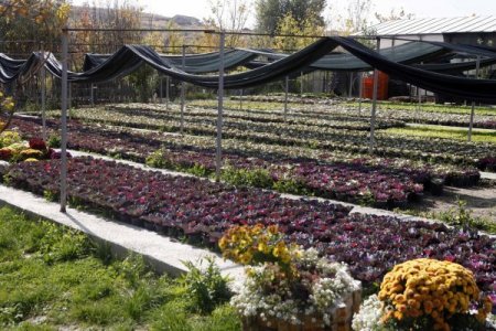 Yenimahalle Belediyesi, vatandaşa 1 milyon çiçek dağıtacak