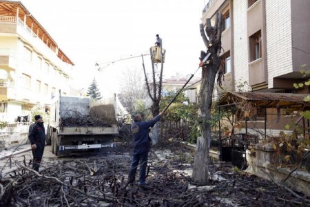 Yenimahalle'de budanan ağaçlar ihtiyaç sahiplerine yakacak oldu