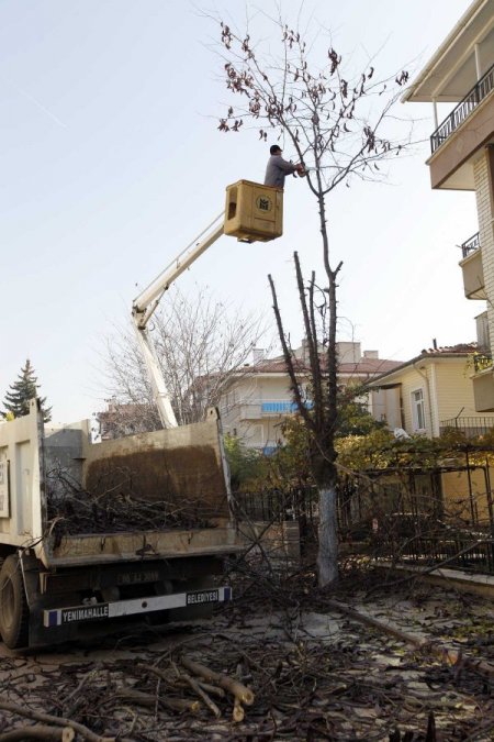 Yenimahalle'de budanan ağaçlar ihtiyaç sahiplerine yakacak oldu
