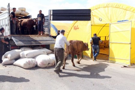 Yenimahalle’de kurbanlıklar alana indi