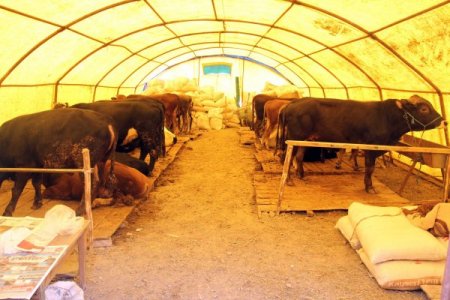 Yenimahalle’de kurbanlıklar alana indi