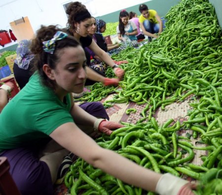 Yenişehir biberi 49 ülkeye ihraç ediliyor