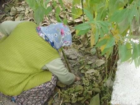 Yer Elması Sezonu 1,5 Liradan Açtı