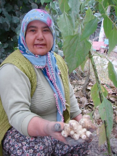 Yer Elması Sezonu 1,5 Liradan Açtı