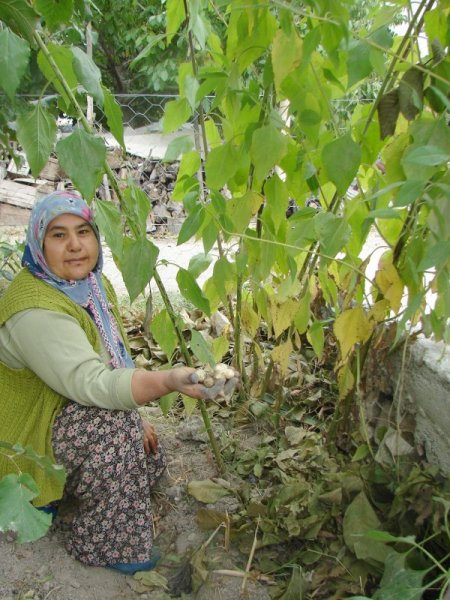 Yer Elması Sezonu 1,5 Liradan Açtı