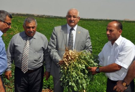 Yer fıstığı üretiminde Gaziantep, Osmaniye’nin tahtına göz dikti