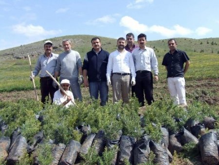 Yerköy Şehitliği'nde Mehmetçik Hatıra Ormanı oluşturuldu