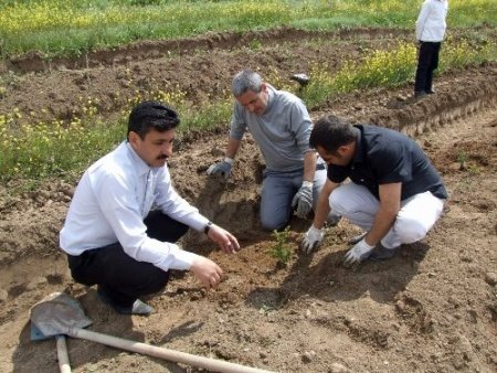 Yerköy Şehitliği'nde Mehmetçik Hatıra Ormanı oluşturuldu