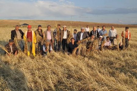 Yerköy'de Fareler Hububat Ürününe Büyük Zarar Verdi