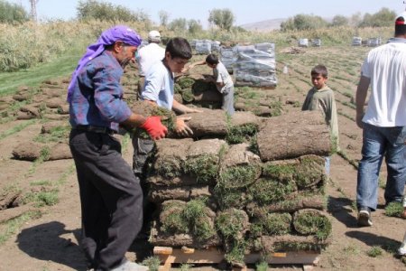 Yerli çim üreticisi dışa bağımlılığı azalttı