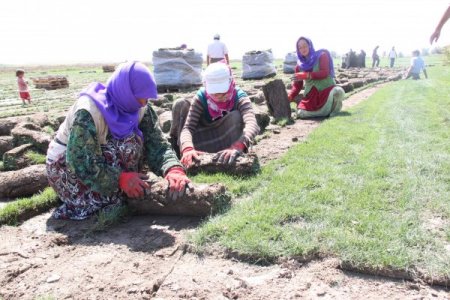 Yerli çim üreticisi dışa bağımlılığı azalttı