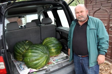 Yerli tohumla 90 kiloluk bal kabağı yetiştirdi