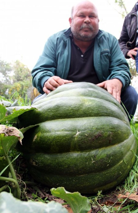 Yerli tohumla 90 kiloluk bal kabağı yetiştirdi